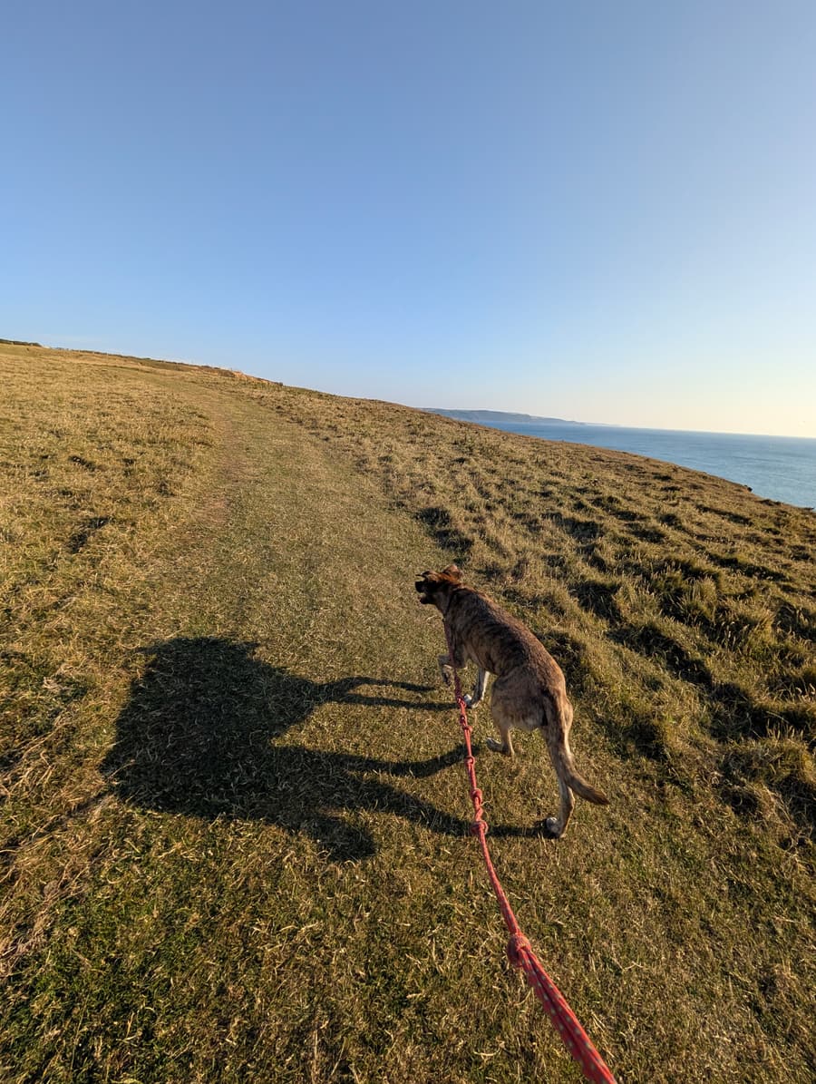 Dog on a coastal walk at golden hour