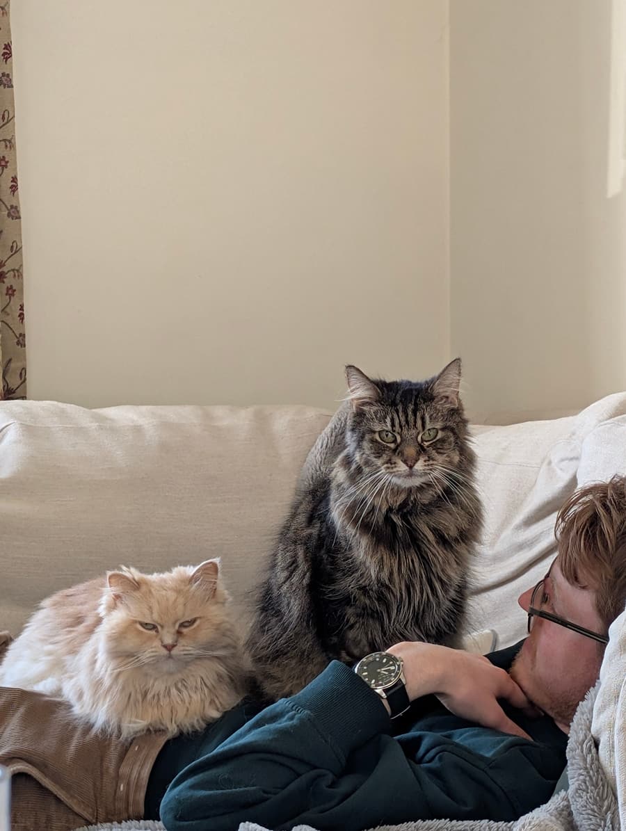 Two fluffy cats relaxing with Aaron